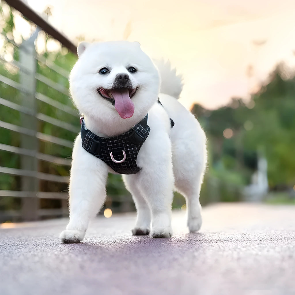A light purple dog harness with an LED light on the chest, shown on a dog.