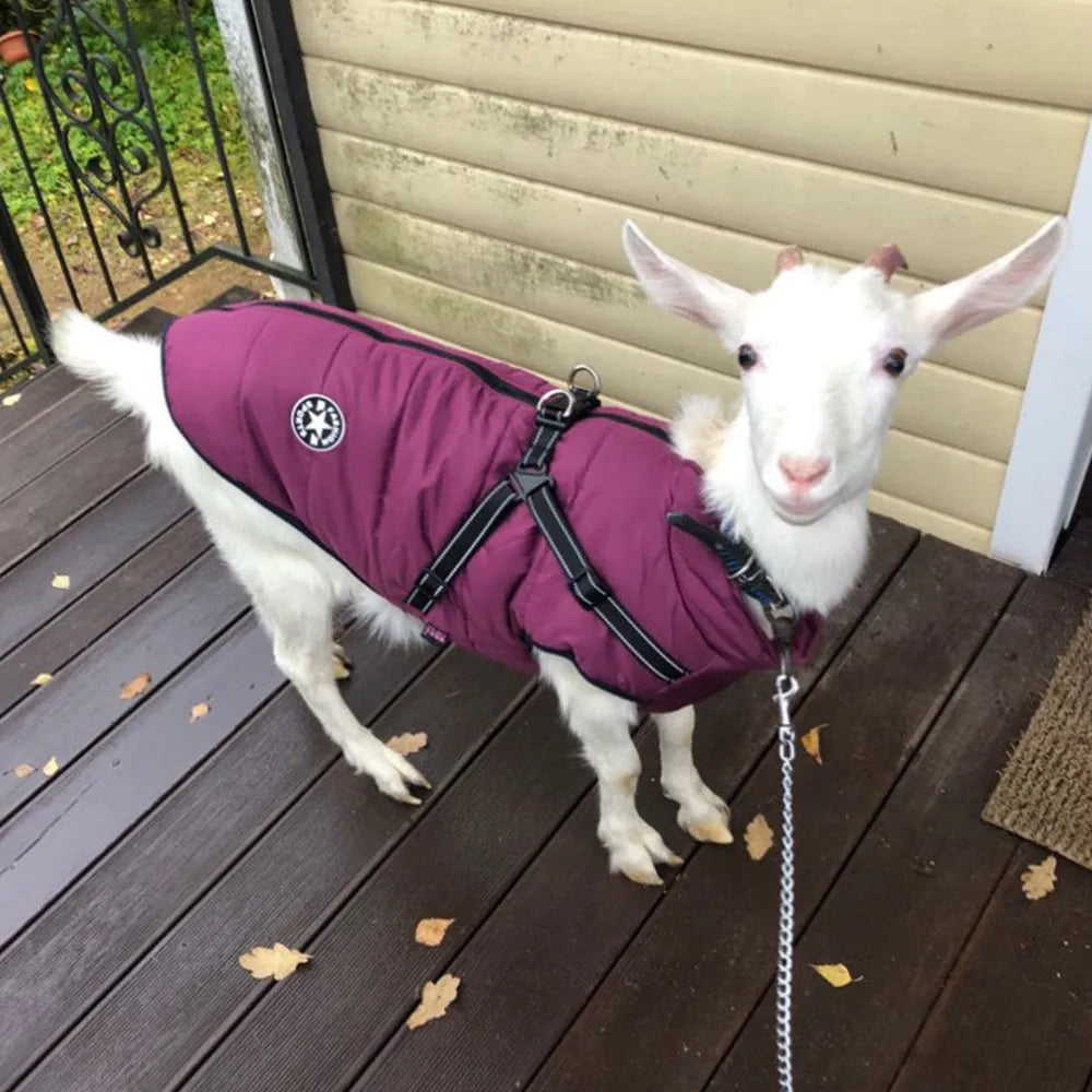 Waterproof dog coat with integrated harness in red colour on Labrador dog