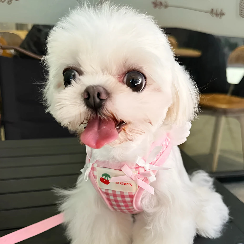 Small dog wearing pink cotton chest and back harness with integrated hand holding rope