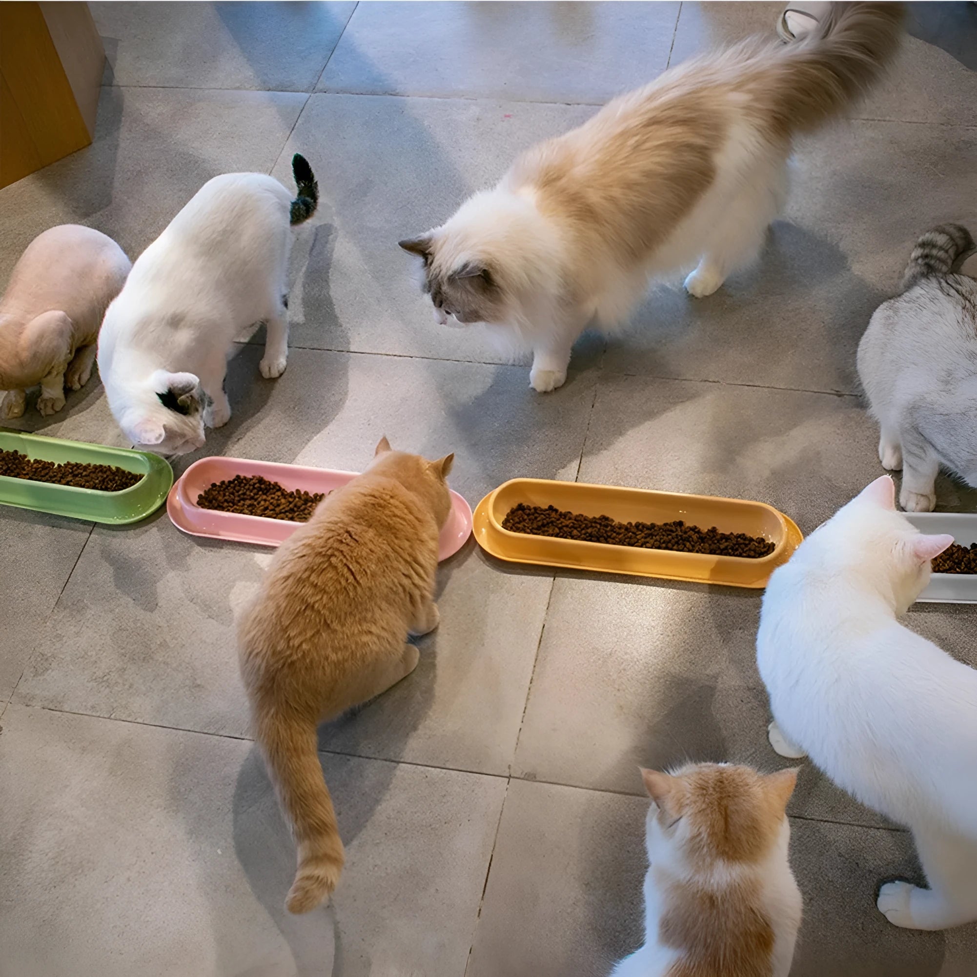 Green weighted pet bowl with anti-slip feet for cats and dogs on a floor.