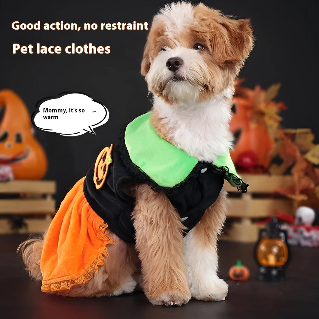 Small dog wearing a Crystal Velvet Halloween pumpkin skirt costume.