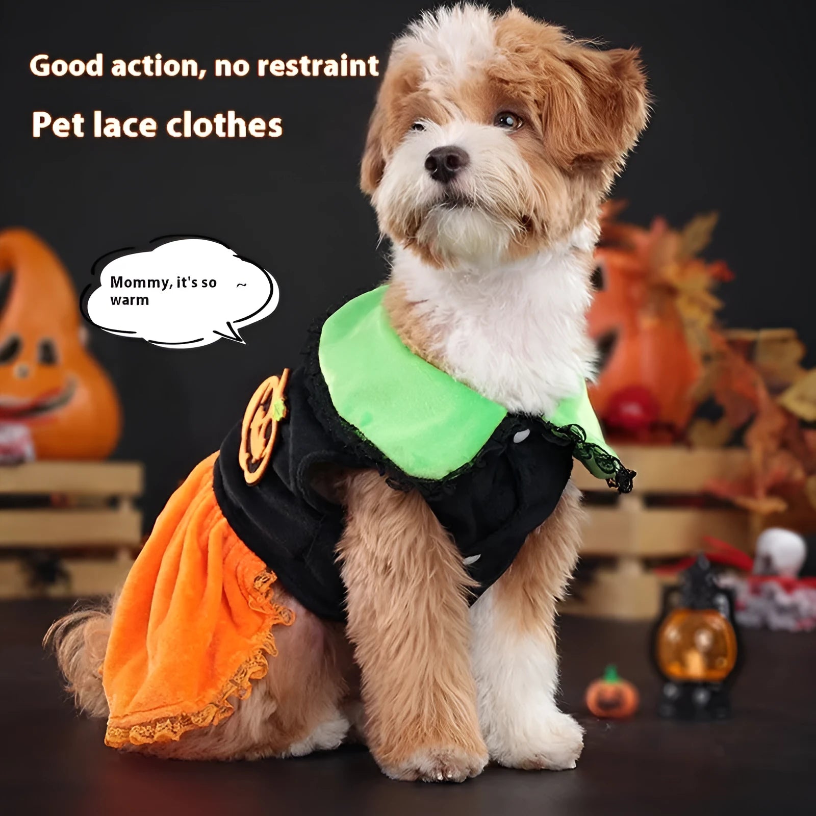 Small dog wearing a Crystal Velvet Halloween pumpkin skirt costume.