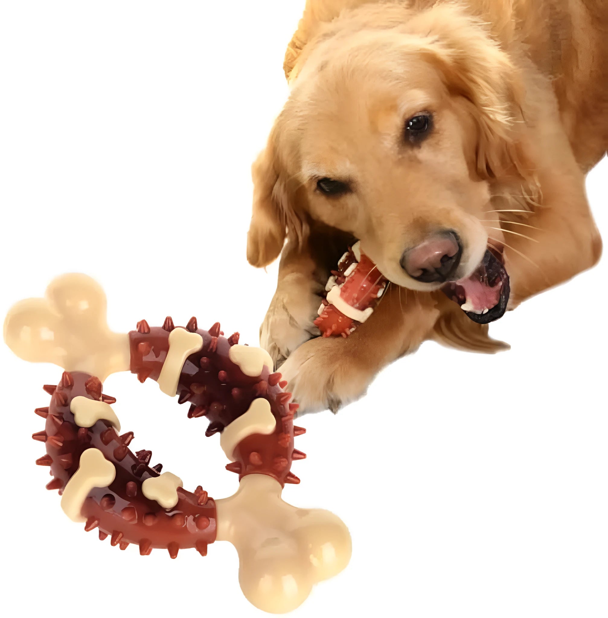 Natural rubber bone-shaped dog molar toy for teeth cleaning and anxiety relief in two size options
