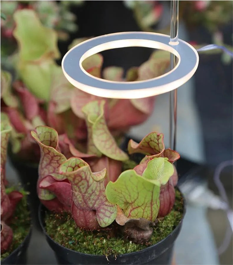 USB-powered LED plant grow light with acrylic stick in pink/white or yellow.