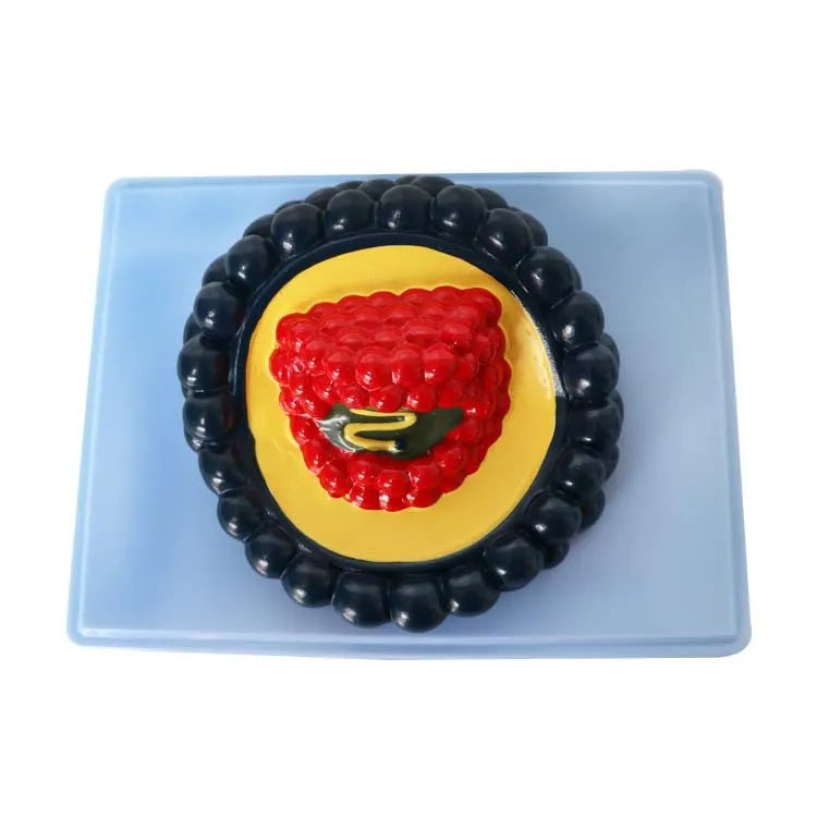 Black PVC virus model for medical education measuring 20cm by 15cm by 7cm