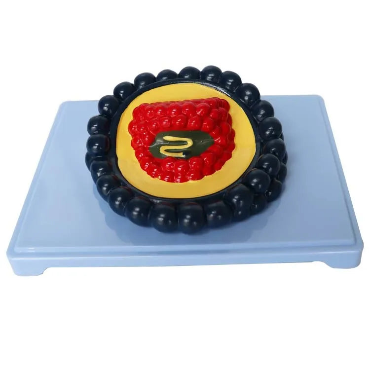 Black PVC virus model for medical education measuring 20cm by 15cm by 7cm