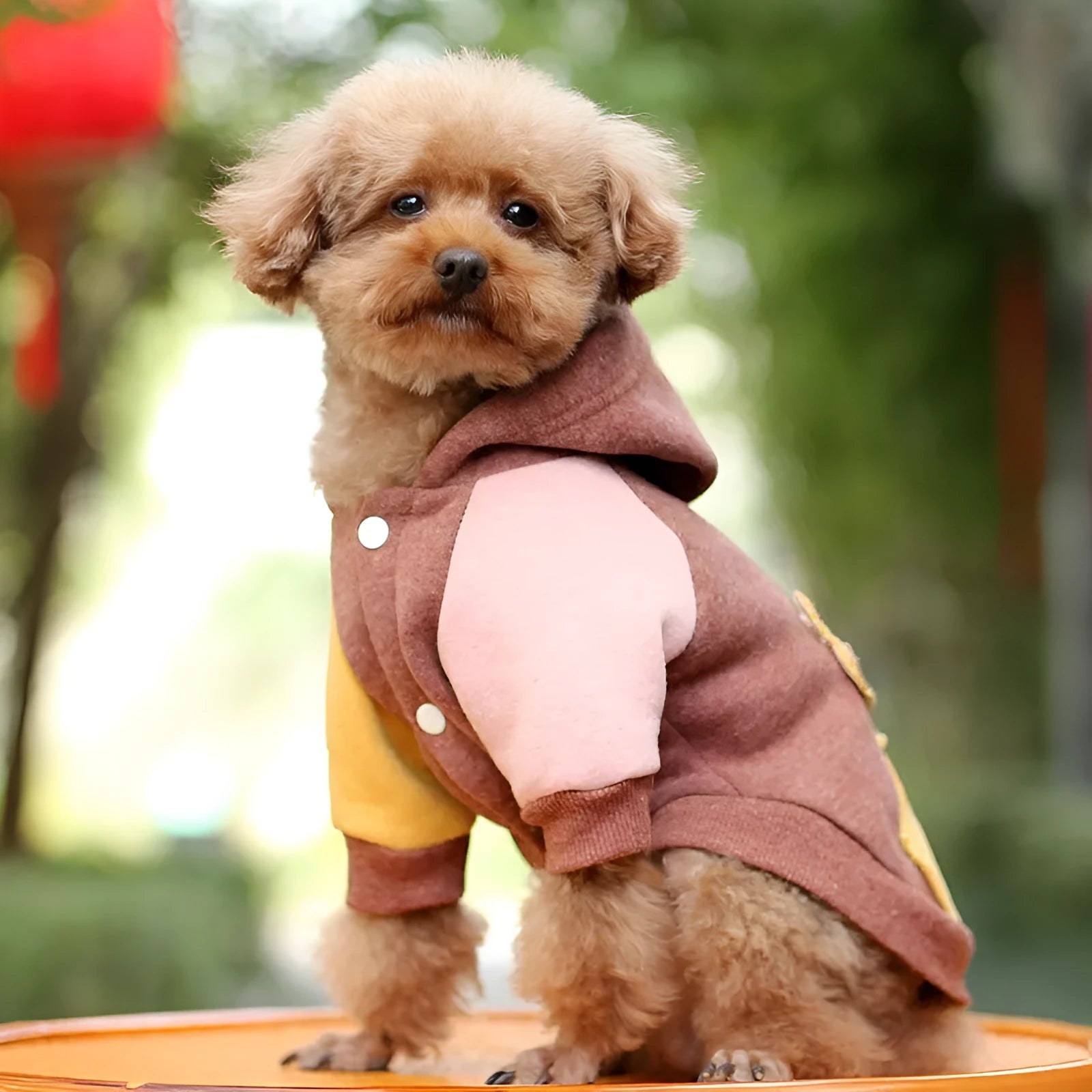 Brown cotton pet sweatshirt for a small dog on a sofa.