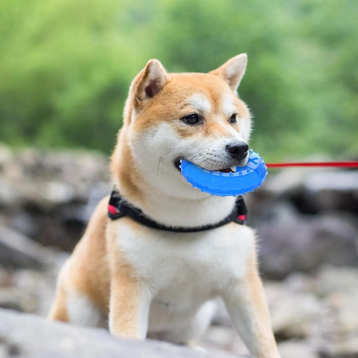 Freezable plastic dog chew toy filled with water for cooling and teething relief.