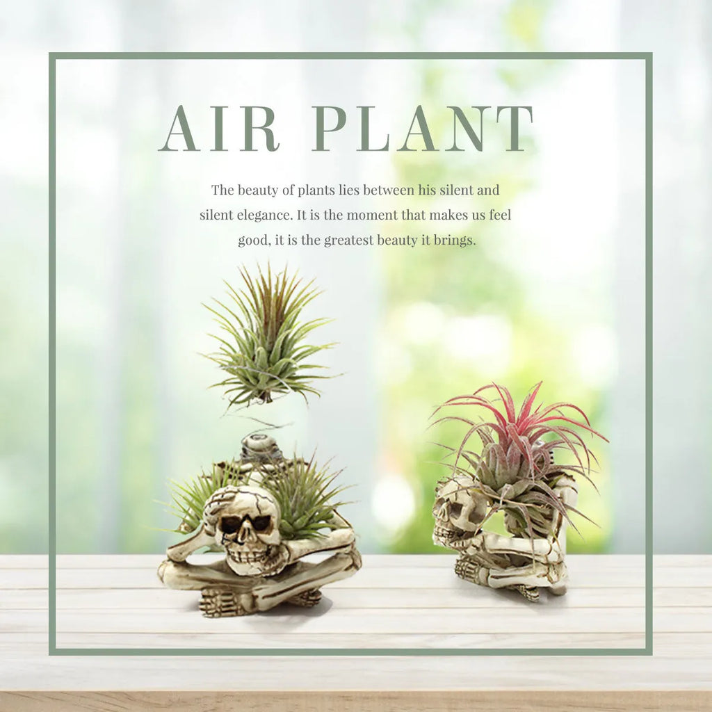Gothic style resin skull air plant bracket on iron wall mount for soilless tillandsia display.