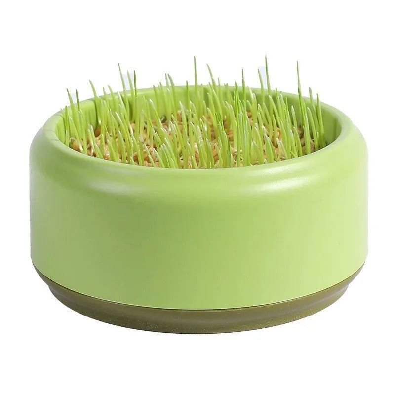 Hydroponic cat grass kit with growing cup and seed packets in blue, green, and yellow colour options