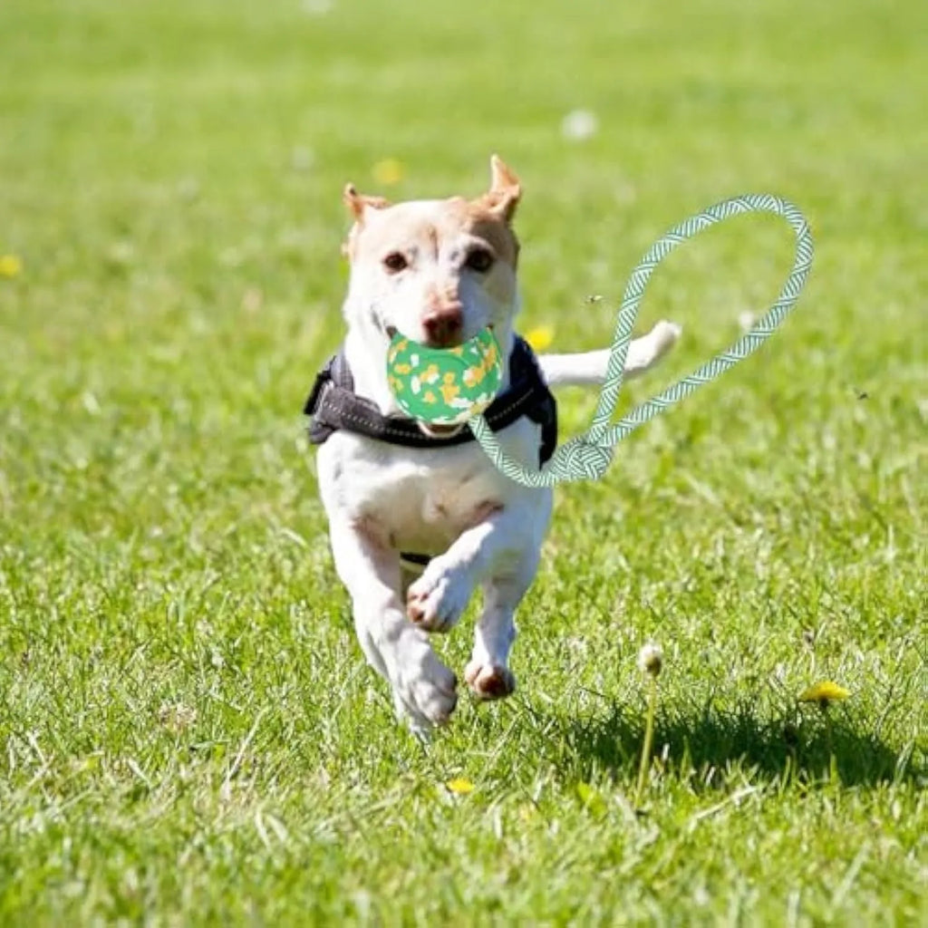 Natural rubber dog ball attached to a nylon rope for interactive fetch and tug-of-war play