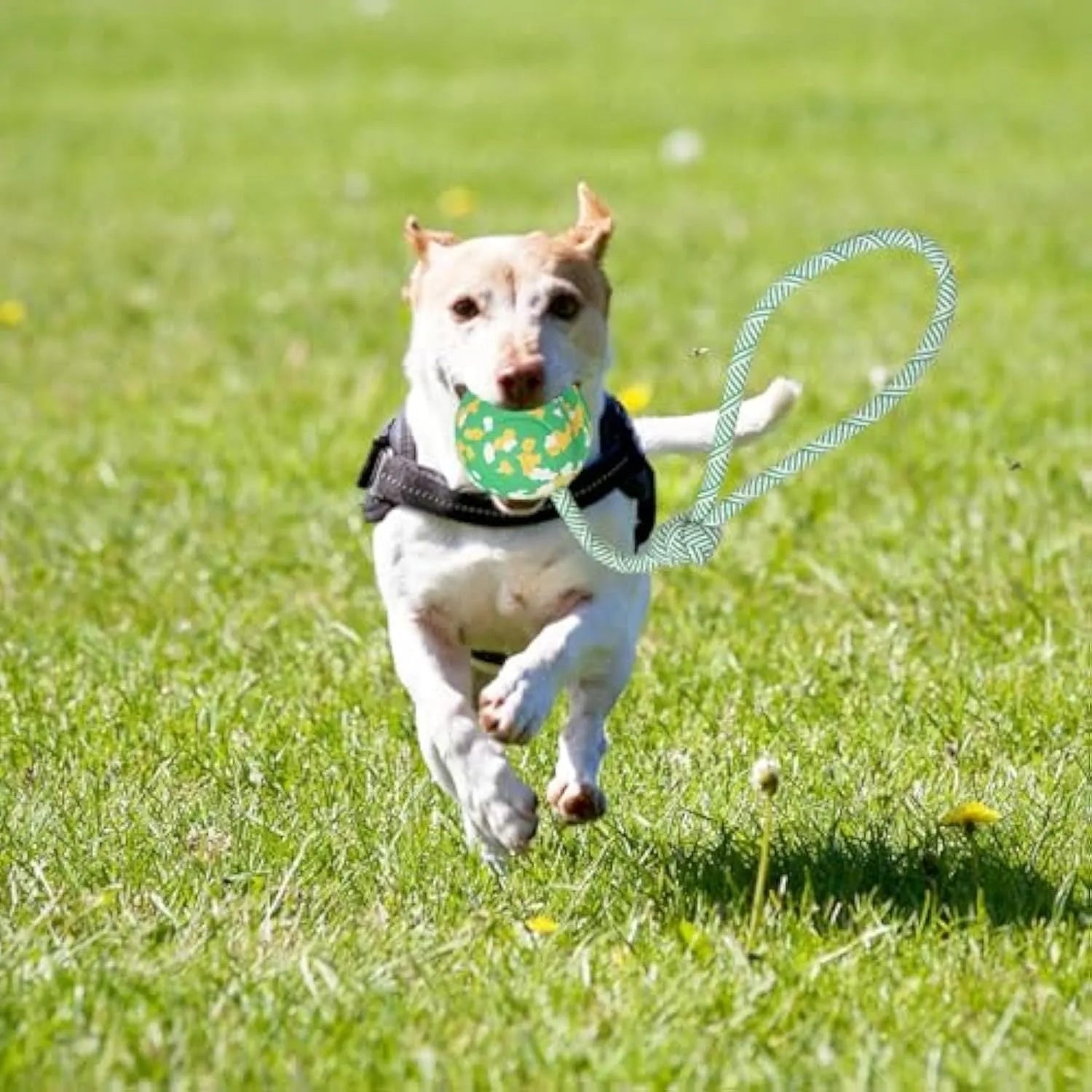Natural rubber dog ball attached to a nylon rope for interactive fetch and tug-of-war play