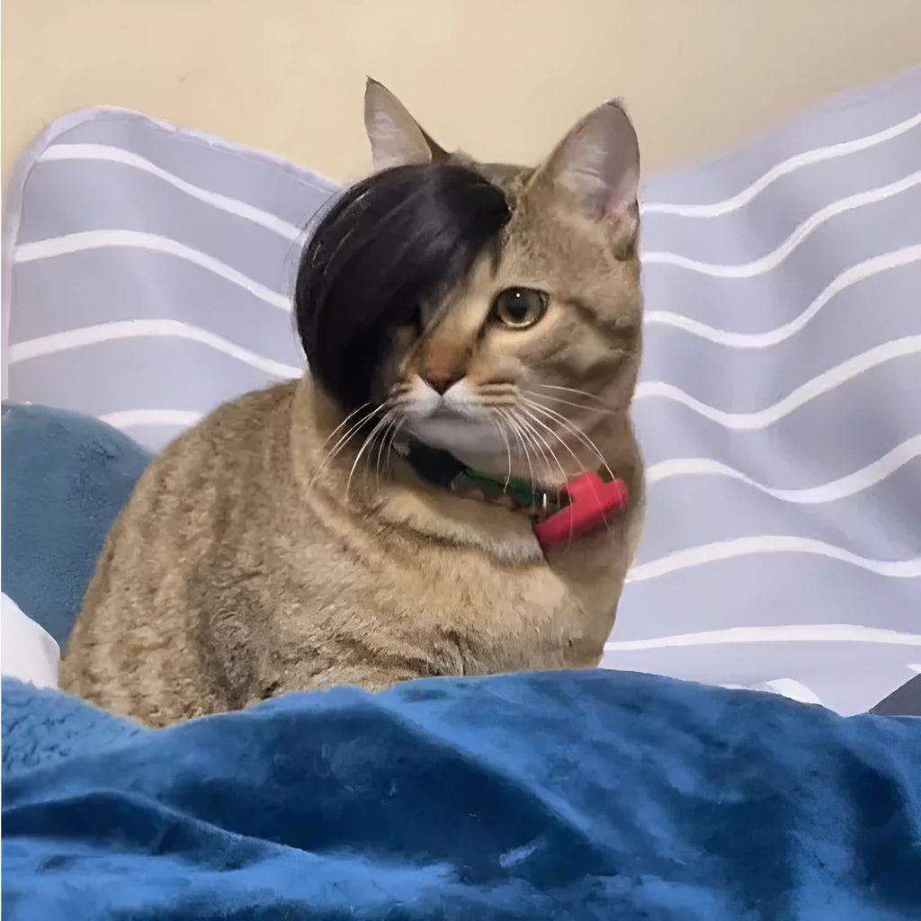 Black fox wig for cats with imitation braid detailing, made from lightweight polyester