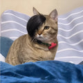 Black fox wig for cats with imitation braid detailing, made from lightweight polyester