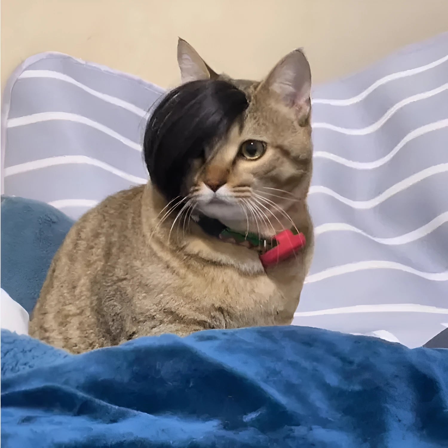 Black fox wig for cats with imitation braid detailing, made from lightweight polyester