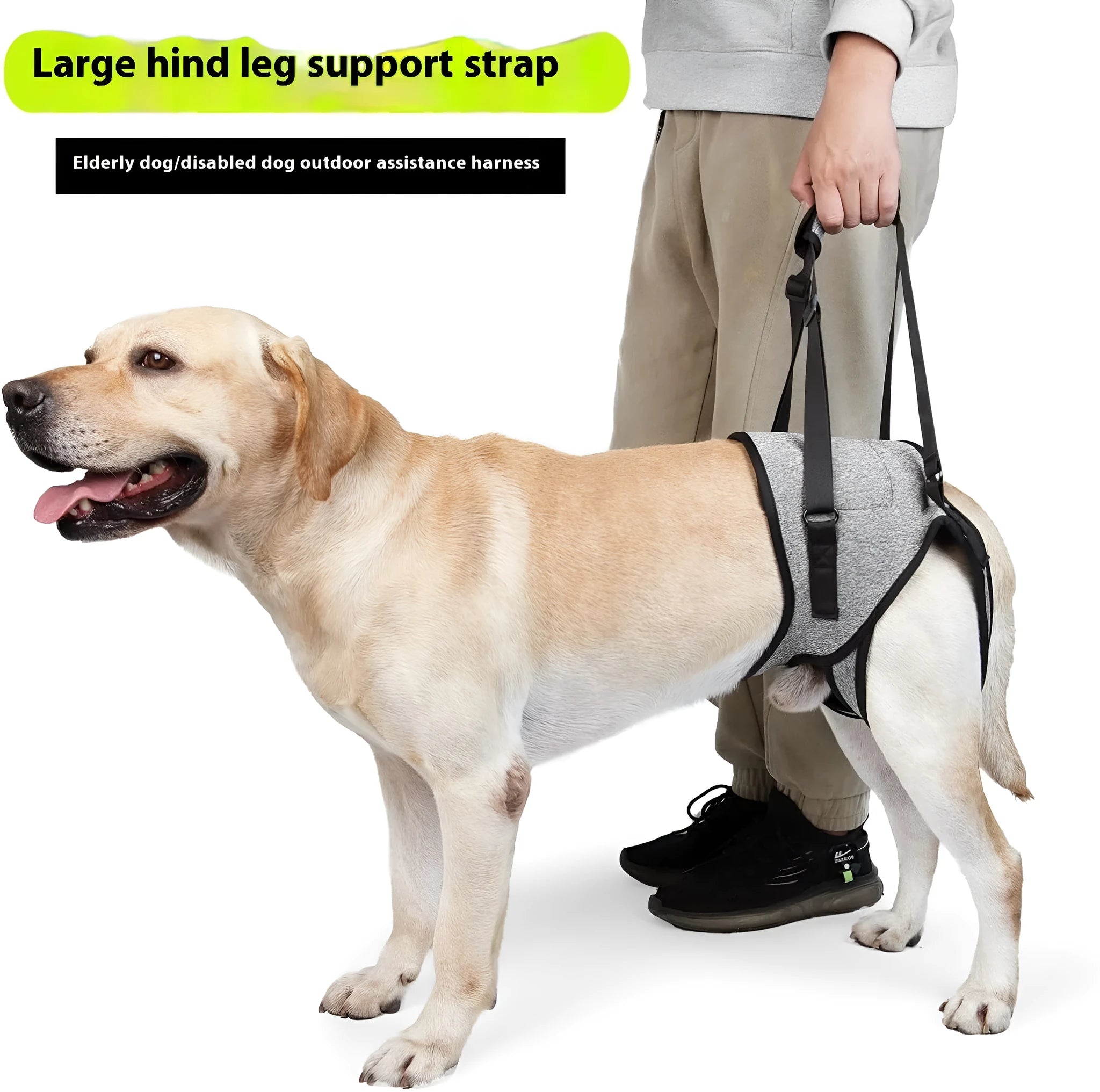 Neoprene dog rear leg recovery belt showing adjustable waist and thigh support for injured dogs