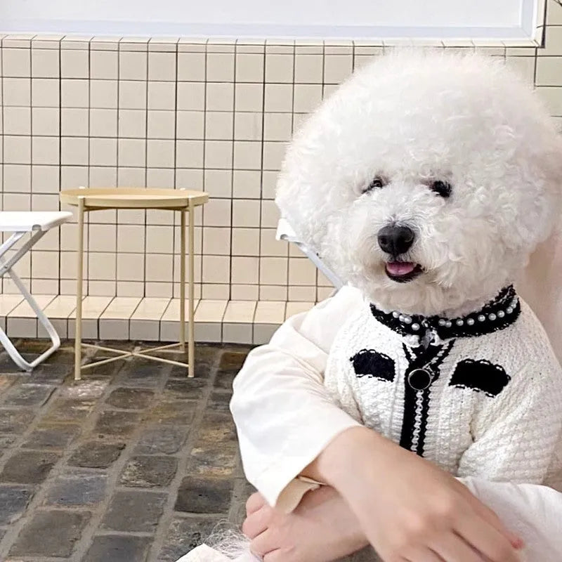 White Korean-style dog sweater with pearl collar detail on a small dog, showing the princess cut and knitted texture.