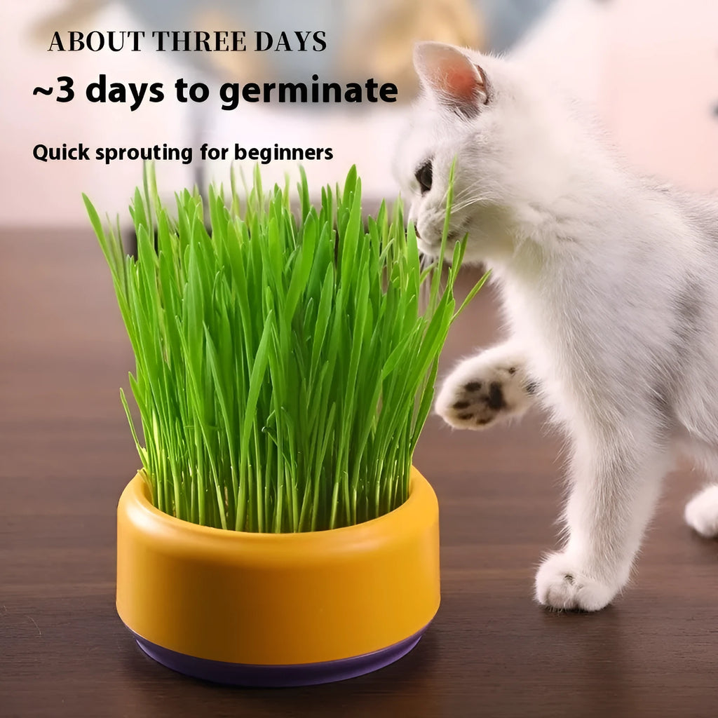 Hydroponic cat grass kit with growing cup and seed packets in blue, green, and yellow colour options