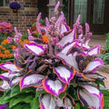 Pack of 50 coloured leaves jade barrettes pot flower seeds for home gardening