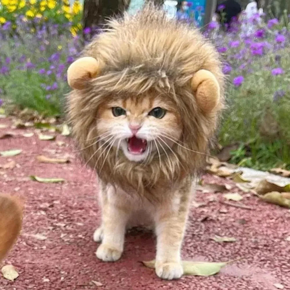 Lion mane wig for cat on pet's head showing fluffy artificial hair and adjustable elastic band.