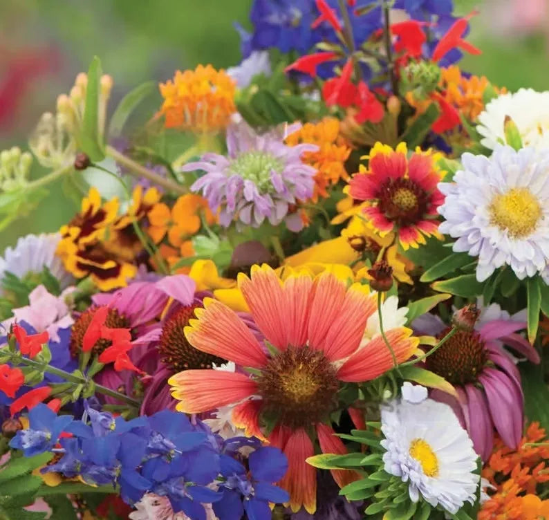 Purpleflower Holly Leaf wildflower seeds packet showing mixed seed varieties