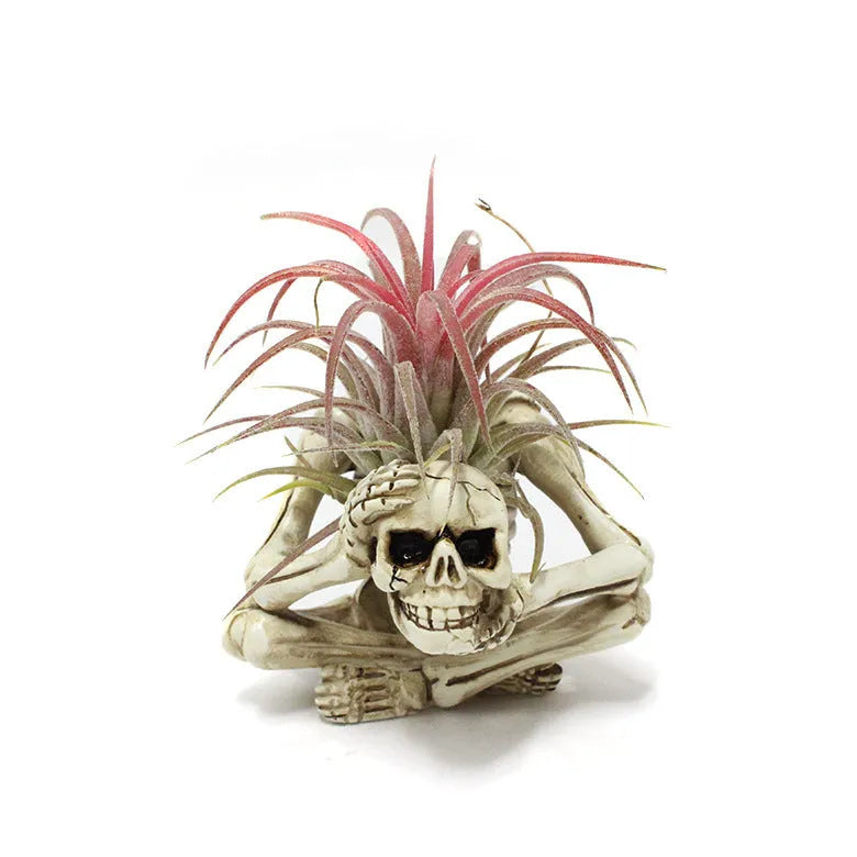 Gothic style resin skull air plant bracket on iron wall mount for soilless tillandsia display.