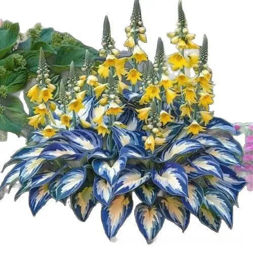 Pack of 50 coloured leaves jade barrettes pot flower seeds for home gardening