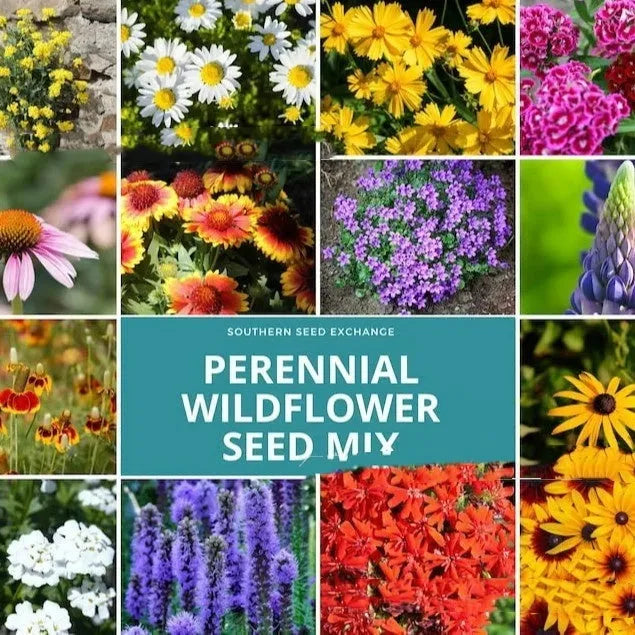 Purpleflower Holly Leaf wildflower seeds packet showing mixed seed varieties
