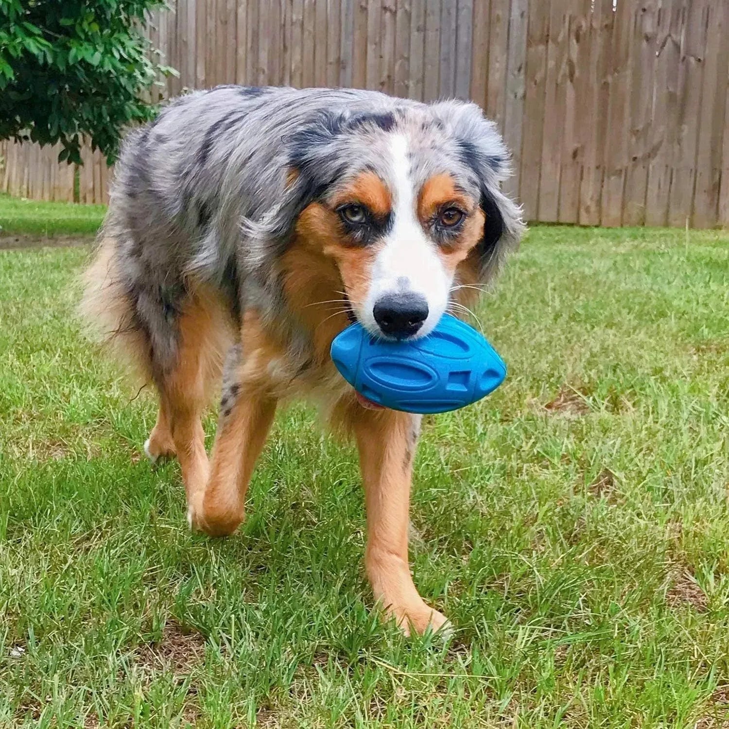 Natural rubber squeaky dog chew ball toy for medium and large breed aggressive chewers in blue, green, orange colours