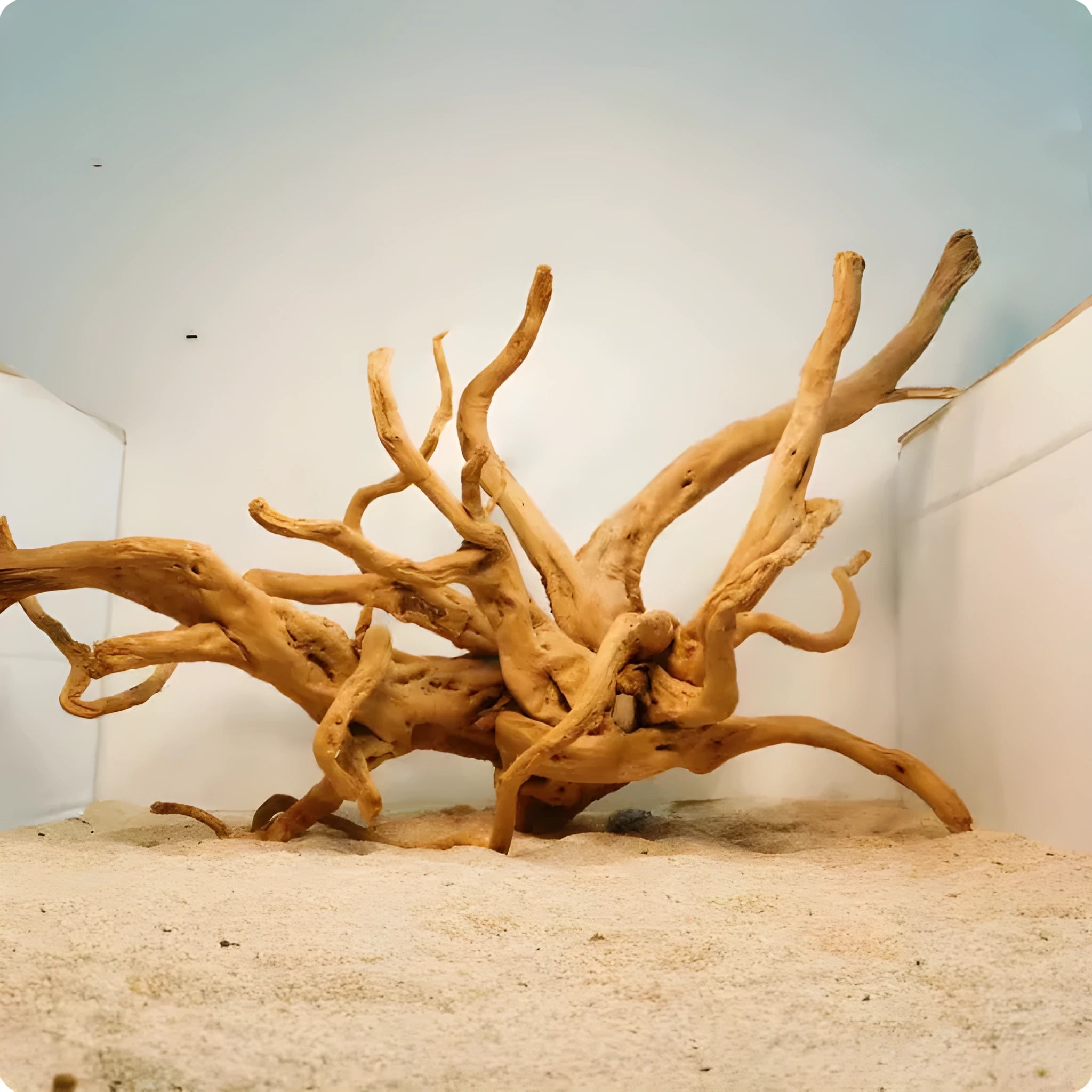 Xiaoqi root natural wood aquarium decoration ornament for fish tank scenery.