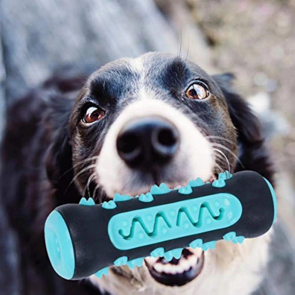 Natural rubber dog dental chew toy in blue colour for teeth cleaning and tartar reduction