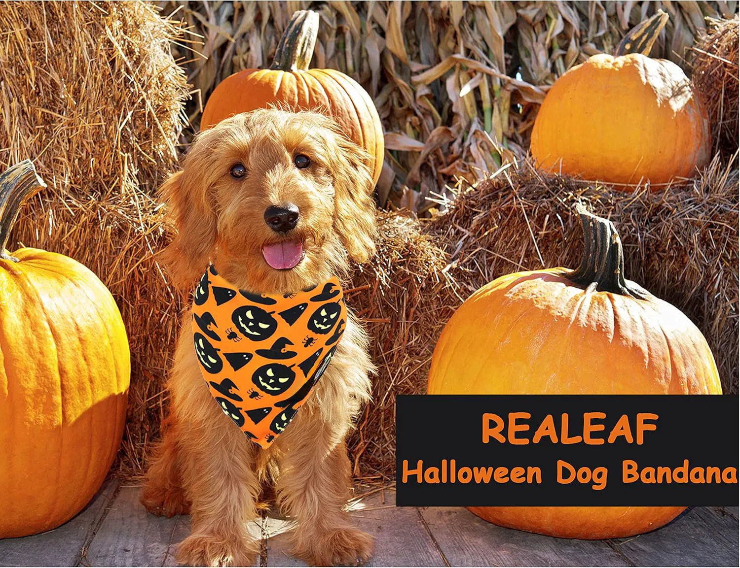 Reversible black and orange Halloween dog bandana with pumpkin and spider web patterns.