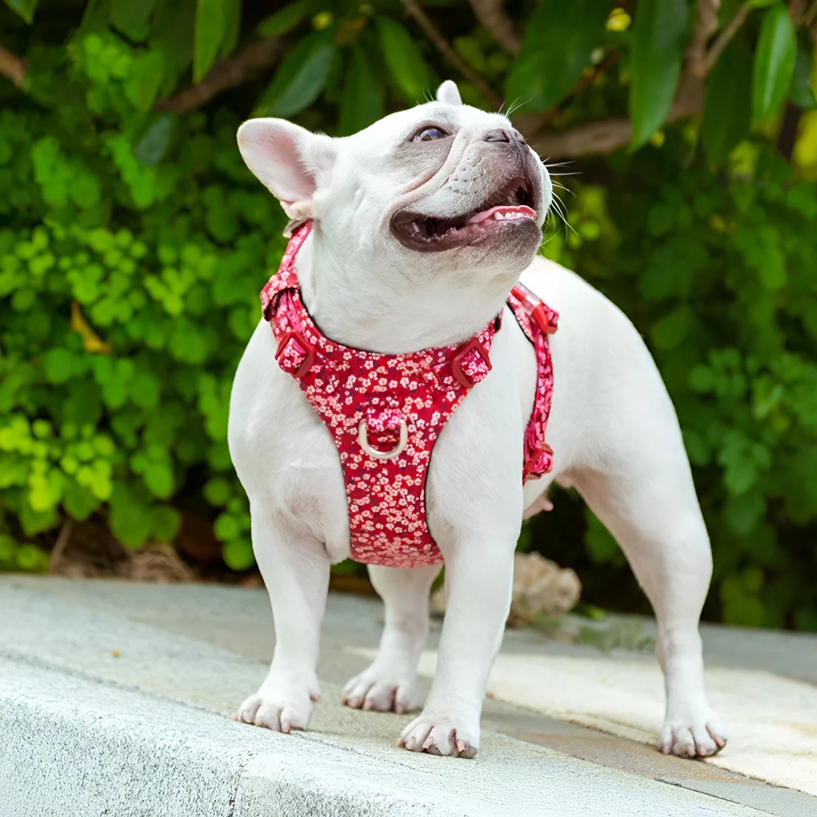 Pure cotton pet chest harness with pull-resistant strap in floral pattern