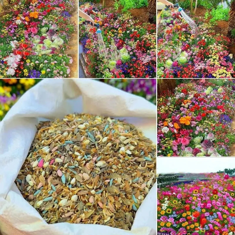 Purpleflower Holly Leaf wildflower seeds packet showing mixed seed varieties