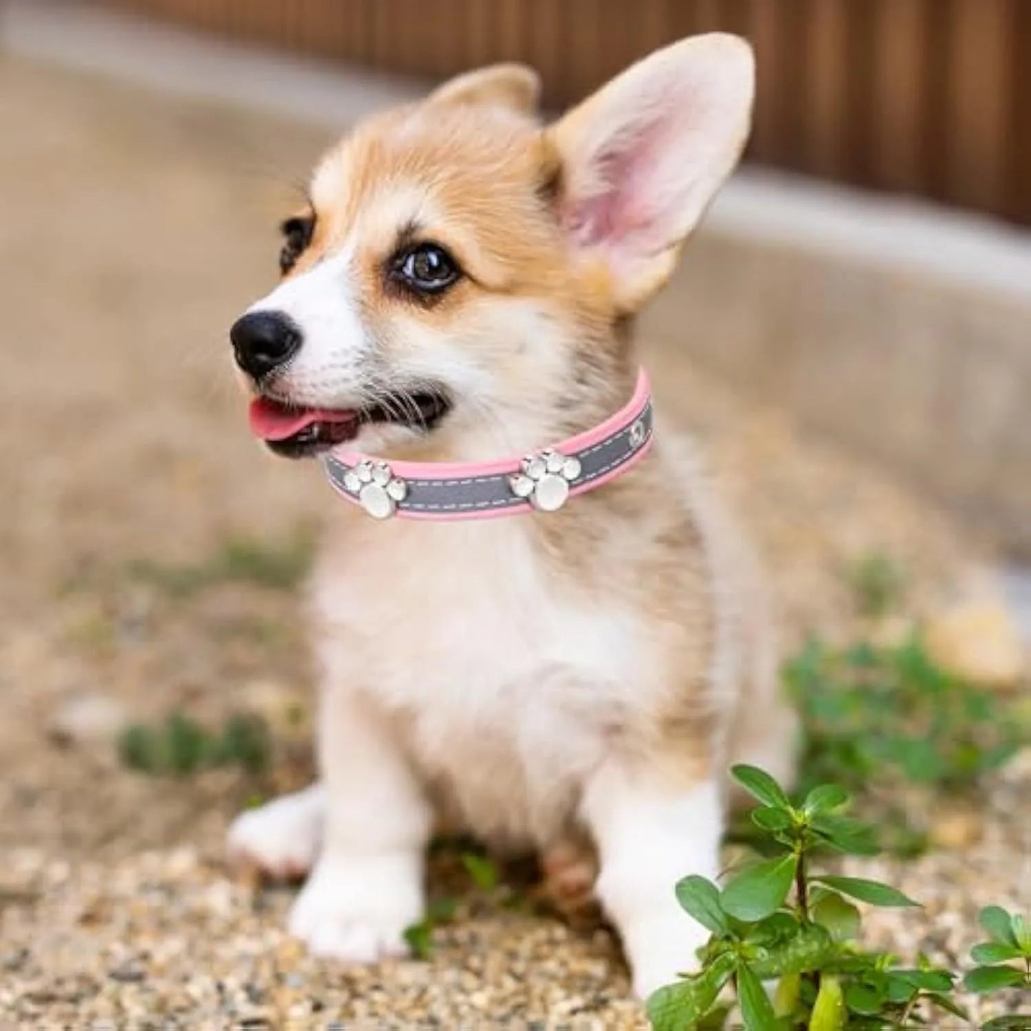 Reflective brown leather dog collar with metal buckle and decorative paw-shaped rivet, shown on a size chart.