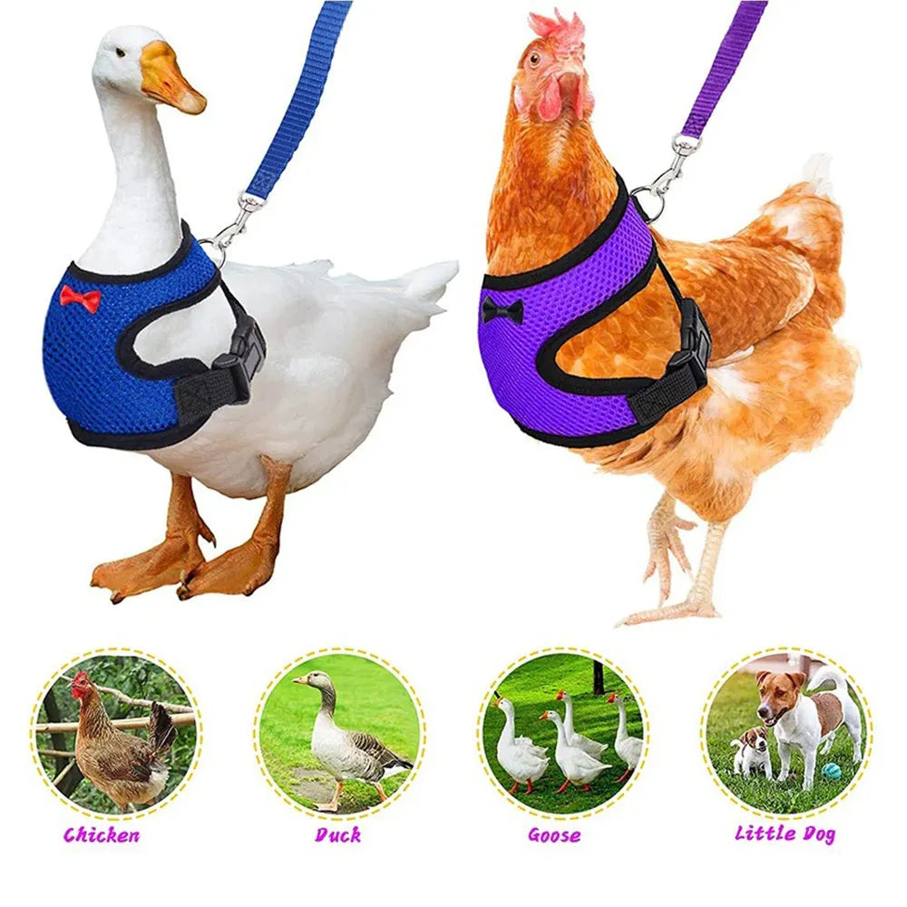 Coloured chicken harness vest with attached collar and long rope for pet poultry walking control
