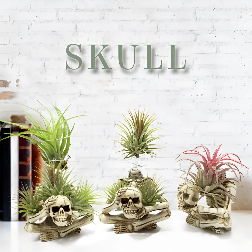Gothic style resin skull air plant bracket on iron wall mount for soilless tillandsia display.