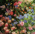 Purpleflower Holly Leaf wildflower seeds packet showing mixed seed varieties