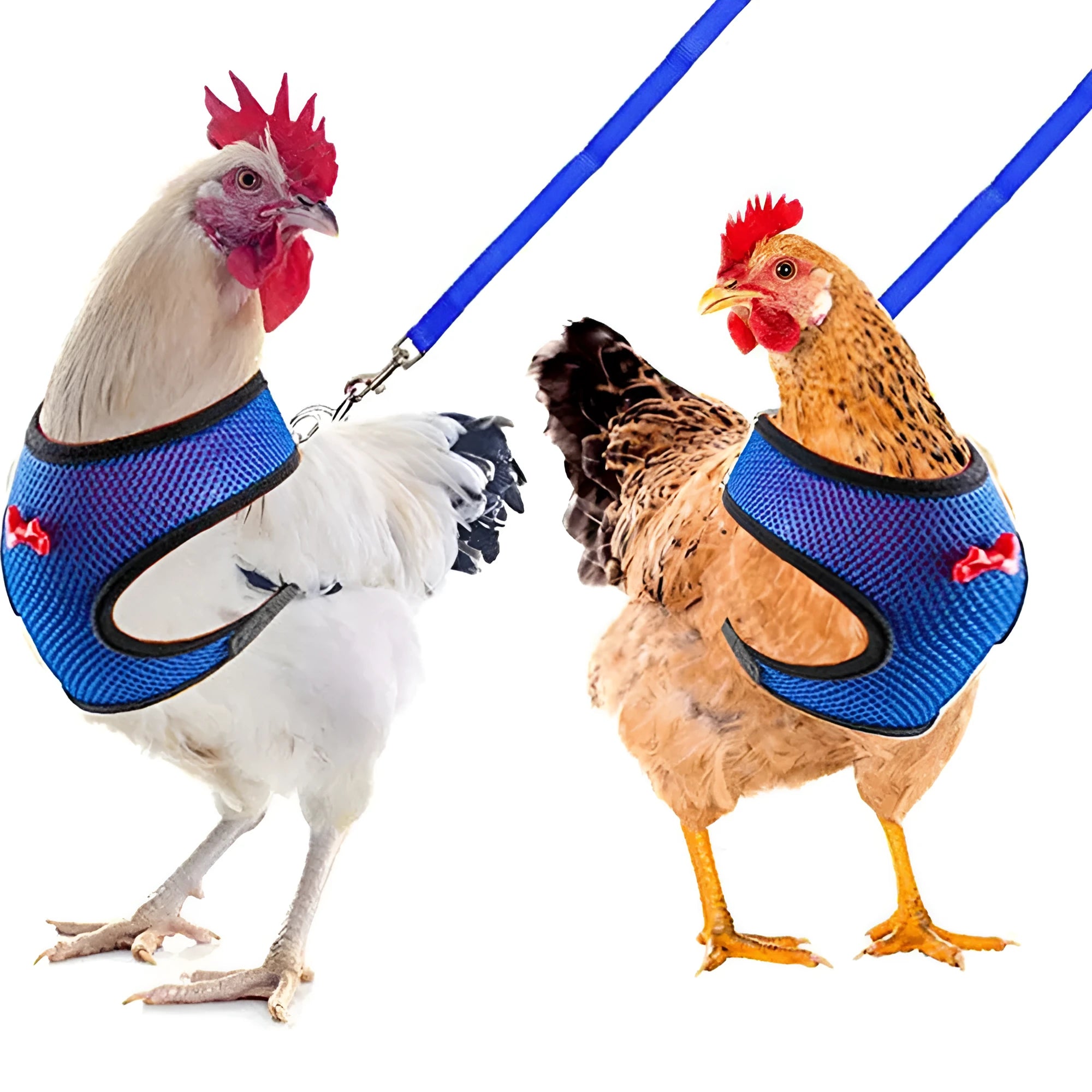 Coloured chicken harness vest with attached collar and long rope for pet poultry walking control