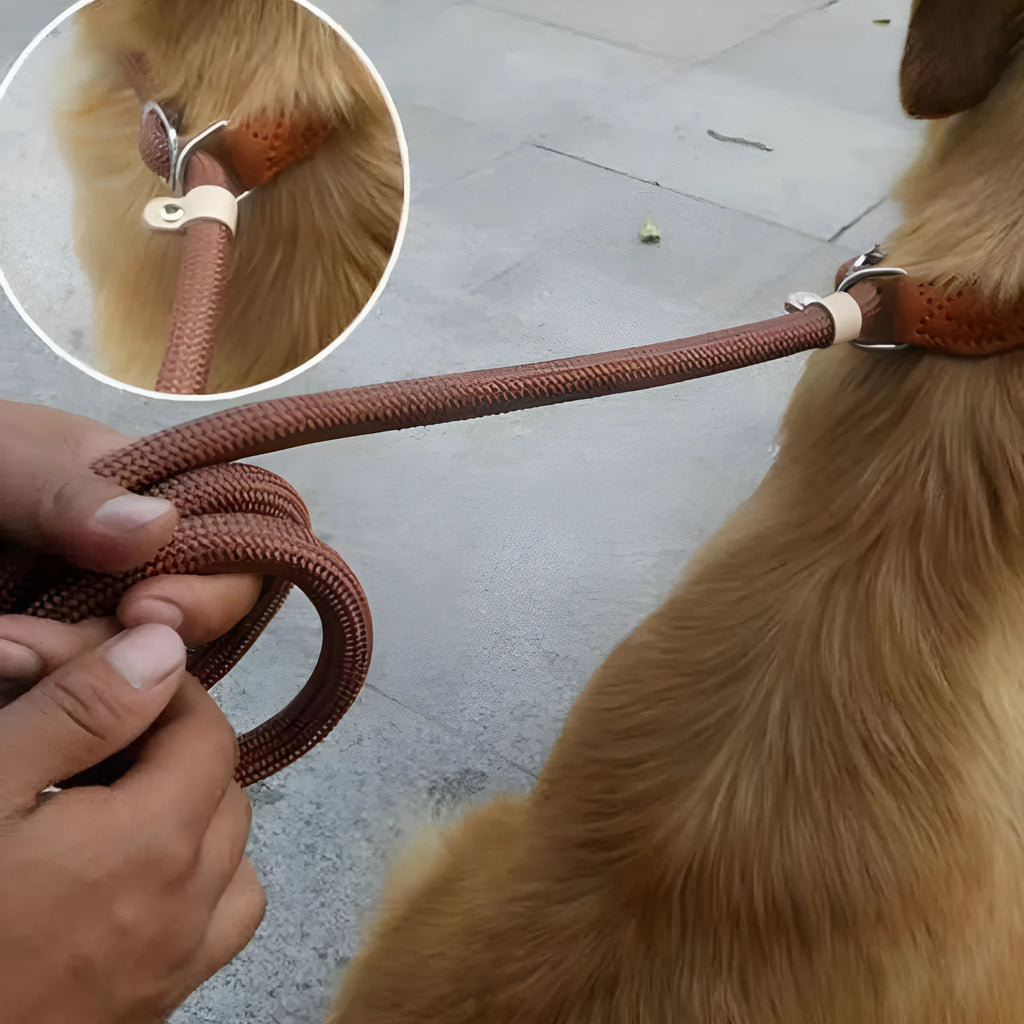 Brown nylon dog leash with P-chain connection showing 2.1 metre length