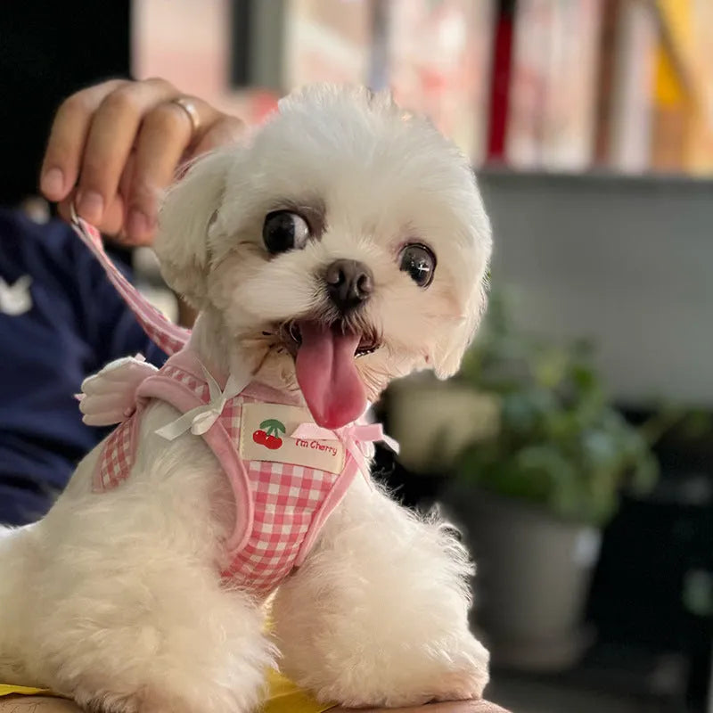 Small dog wearing pink cotton chest and back harness with integrated hand holding rope