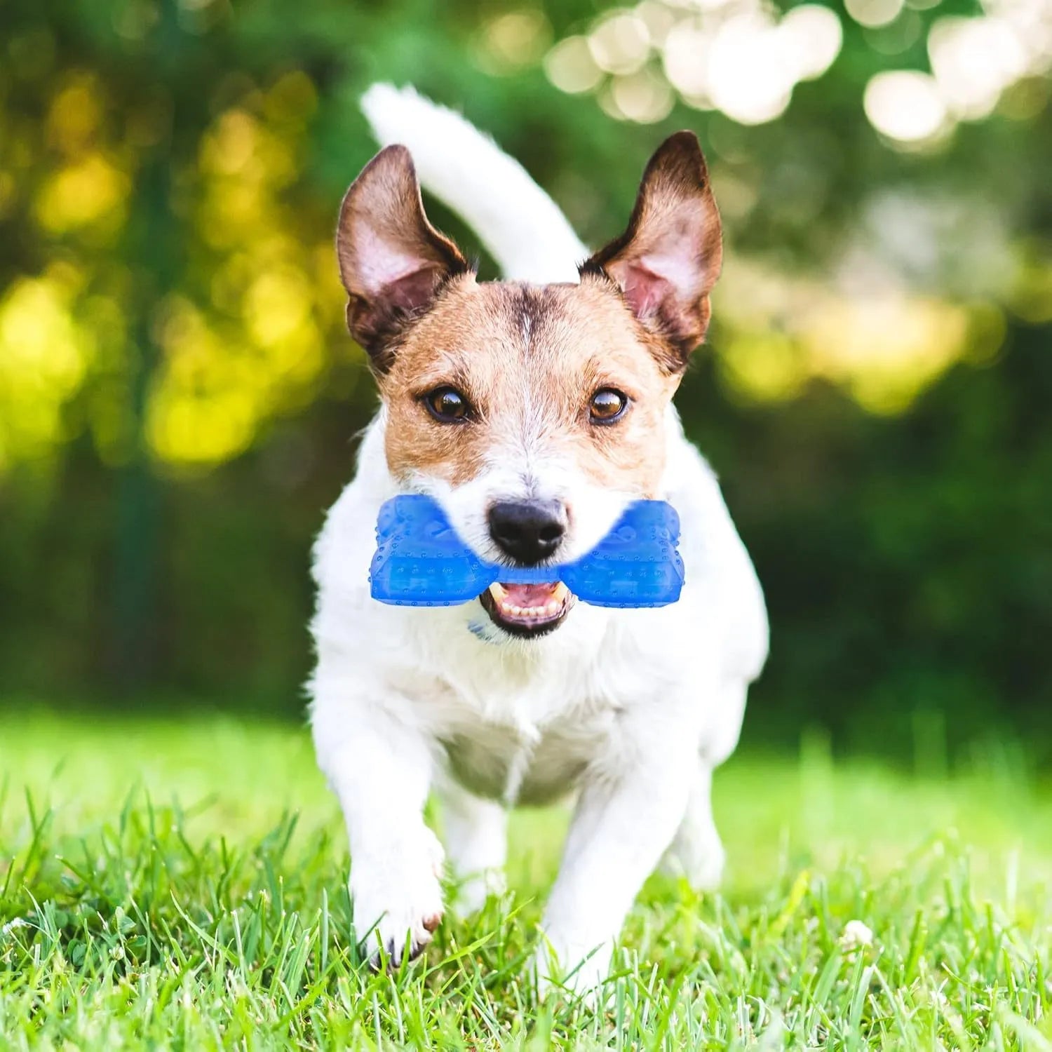 Freezable plastic dog chew toy filled with water for cooling and teething relief.