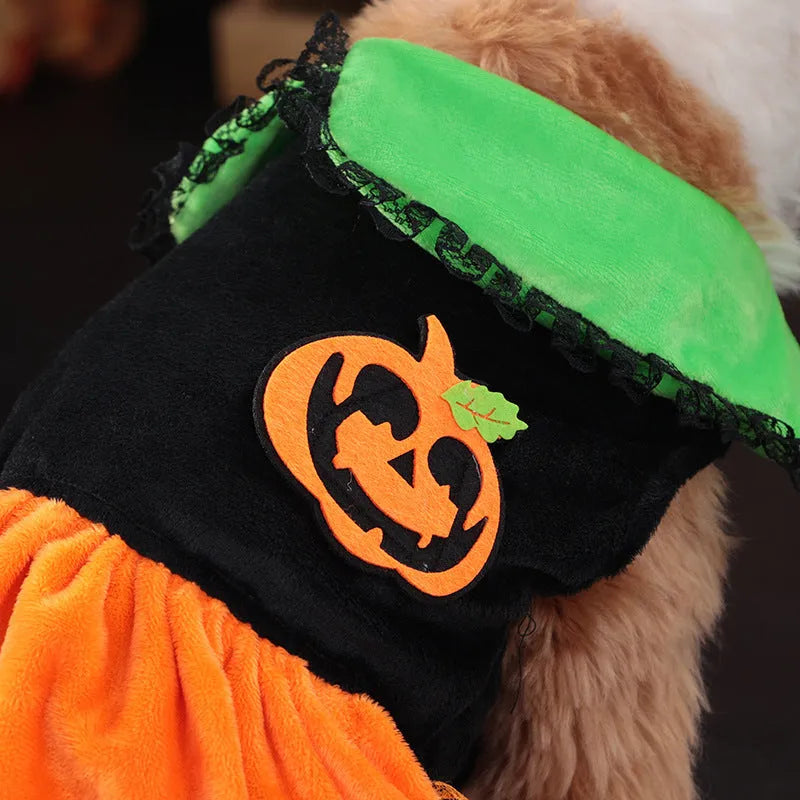 Small dog wearing a Crystal Velvet Halloween pumpkin skirt costume.