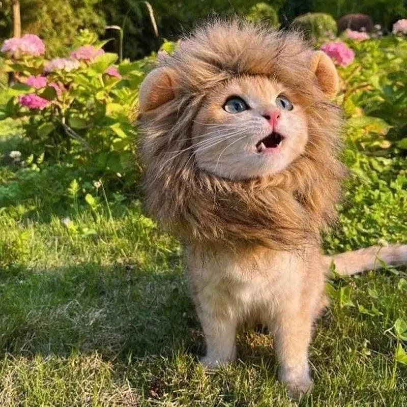 Lion mane wig for cat on pet's head showing fluffy artificial hair and adjustable elastic band.