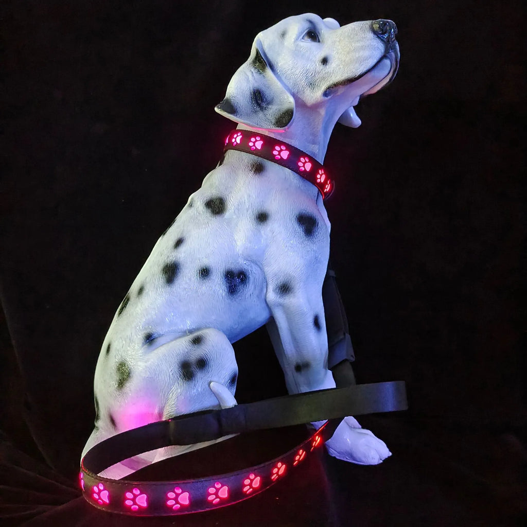 Creative LED dog collar with paw print pattern showing seven colour modes