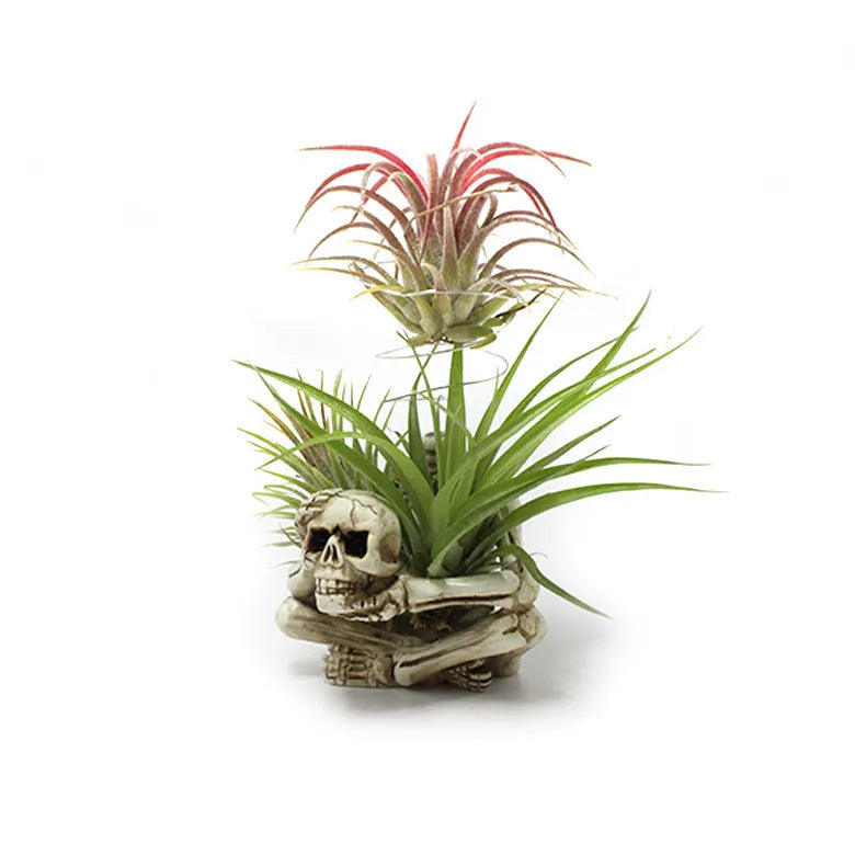 Gothic style resin skull air plant bracket on iron wall mount for soilless tillandsia display.