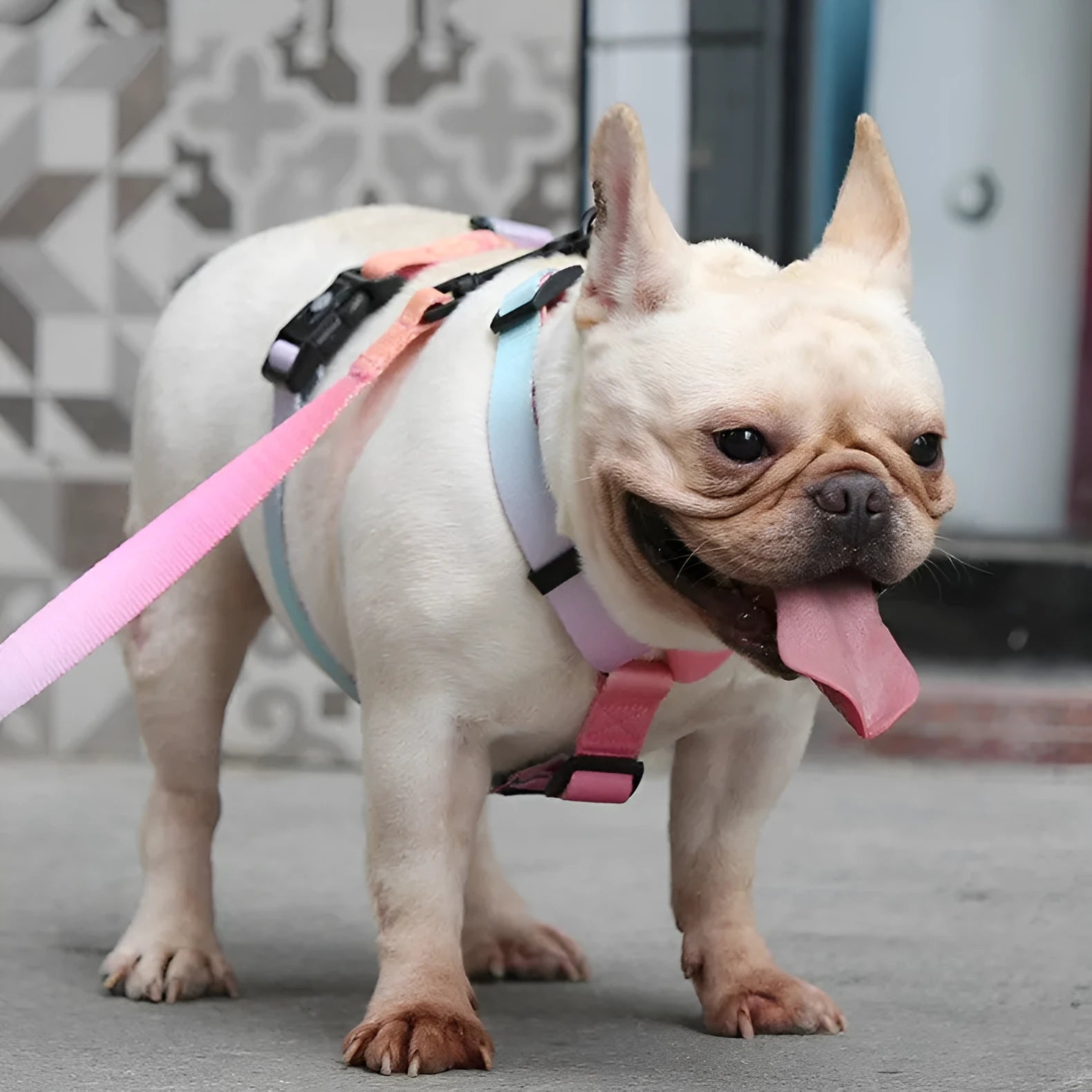 Gradient colour dog harness on model showing purple and blue colour transition design