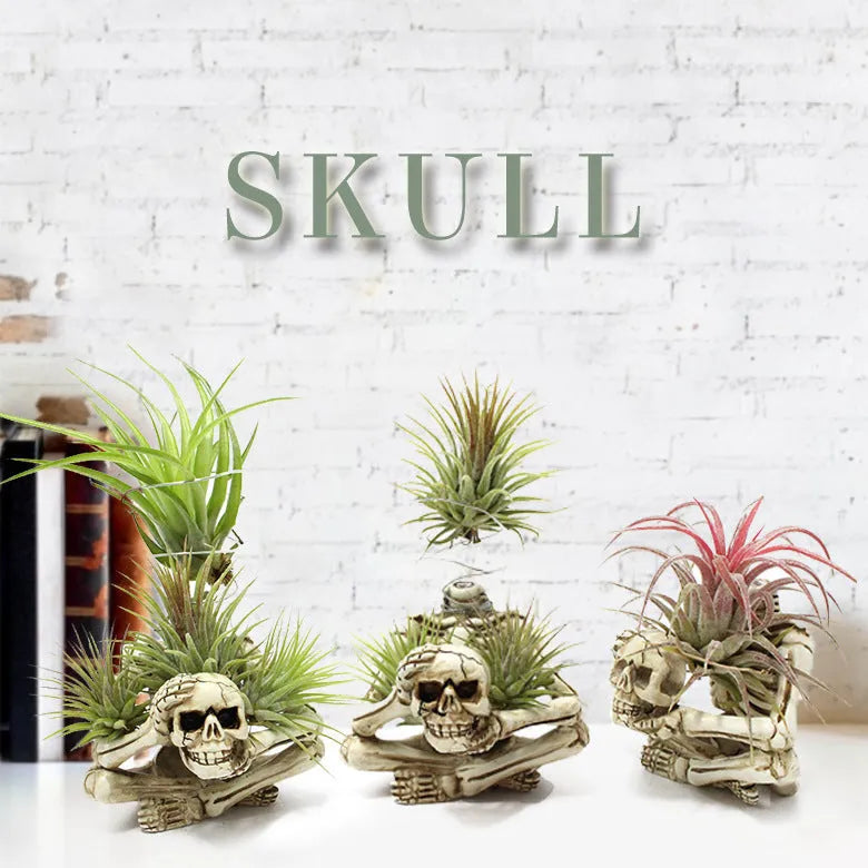Gothic style resin skull air plant bracket on iron wall mount for soilless tillandsia display.