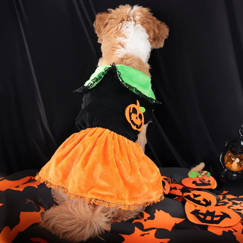 Small dog wearing a Crystal Velvet Halloween pumpkin skirt costume.