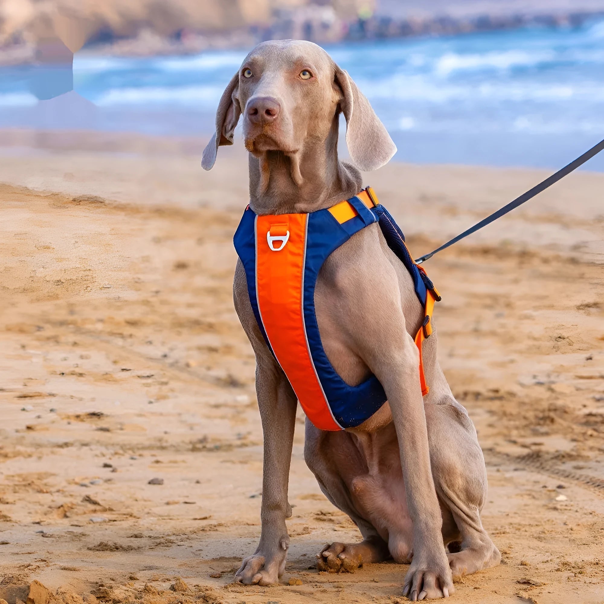 Orange blue nylon dog chest strap vest harness with integrated hand rope leash